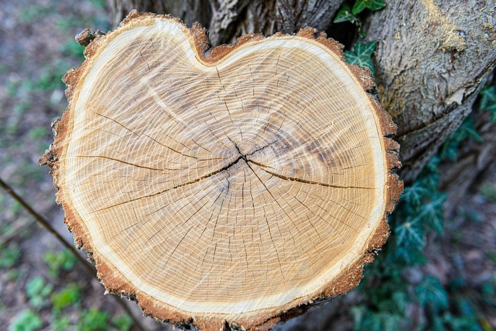 tree stump, annual rings, flatlay